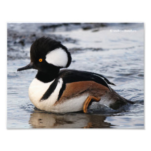 Foto Merganser Hooded bonito em movimento