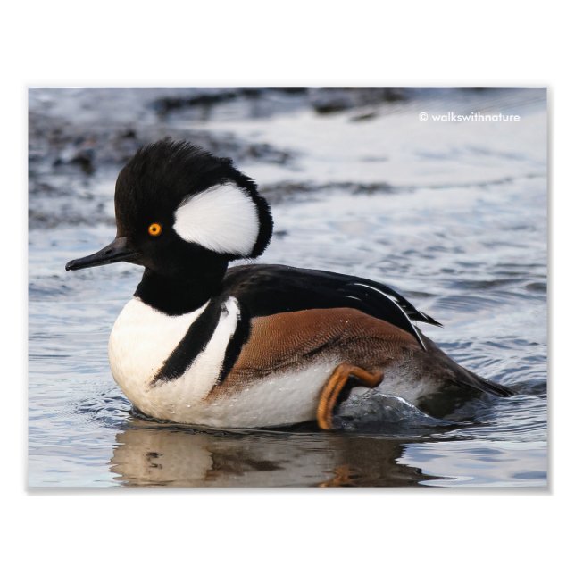 Foto Merganser Hooded bonito em movimento (Frente)