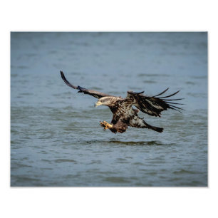 Foto Mergulho imaturo da águia-baleeira para um peixe