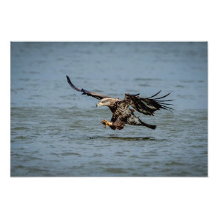 Foto Mergulho imaturo da águia-baleeira para um peixe