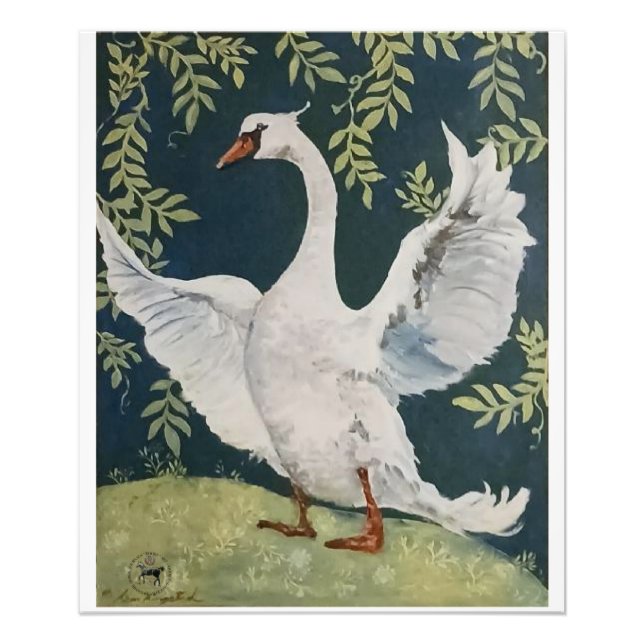 Foto meu doce cisne (Frente)