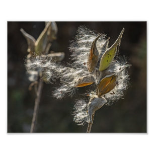 Foto Milkweed
