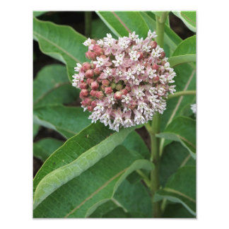 Foto Milkweed de 11"x14"
