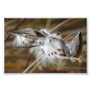 Foto Milkweed foi para a Seed