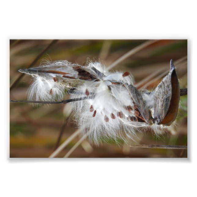 Foto Milkweed foi para a Seed (Frente)