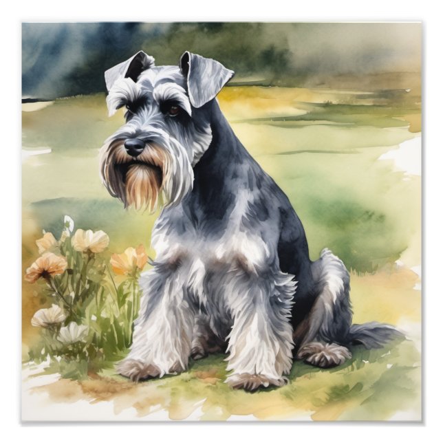 Foto Miniatura Schnauzer no jardim - Aquarela (Frente)