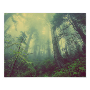 Foto Misty Forest