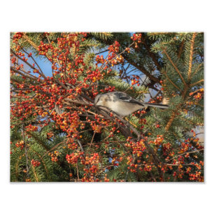 Foto Mockingbird E Virginia Creeper