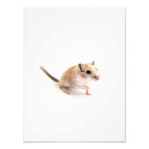 Foto Modelo animal dos Gerbils do animal de estimação