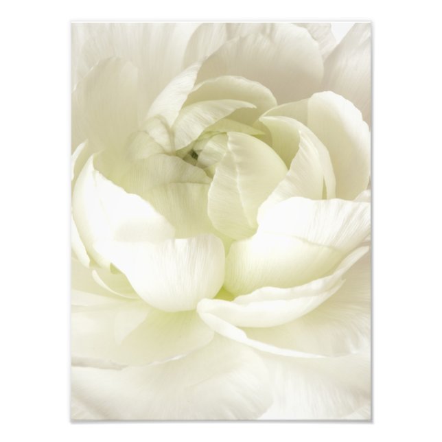 Foto Modelo de Flor de Alta Chave Ranunculus Branco Per (Frente)