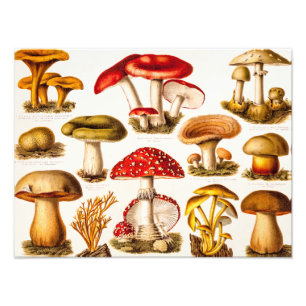 Foto Modelo de Variedade de Cogumelos Antigos do Século