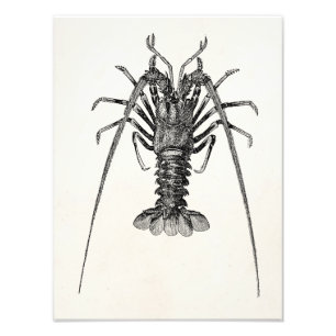 Foto Modelo personalizada de lavagante de lavagantes