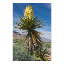 Mojave yucca florescendo no deserto perto de Las V