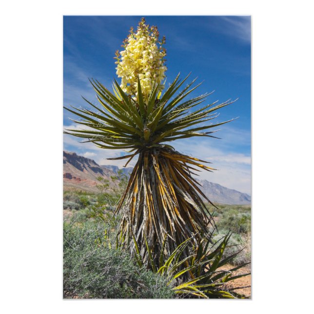 Foto Mojave yucca florescendo no deserto perto de Las V (Frente)