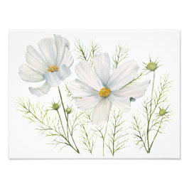 Foto Mola-d-água Branca de Cosmos Flores Botânicas