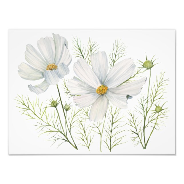 Foto Mola-d-água Branca de Cosmos Flores Botânicas (Frente)