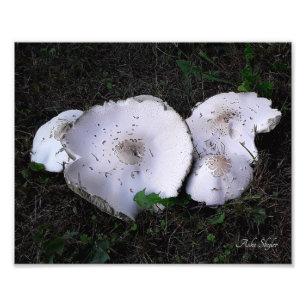 Foto Molhos Maçados