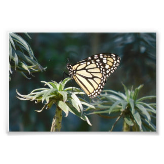 Foto Monarch Em Espera