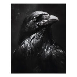 Foto Monochrome Raven Portrait