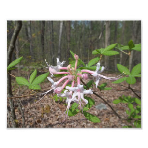 Foto Montanha Azalea