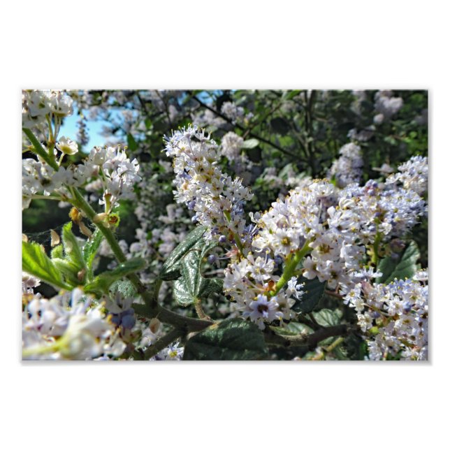 Foto Montanha castanha (Frente)