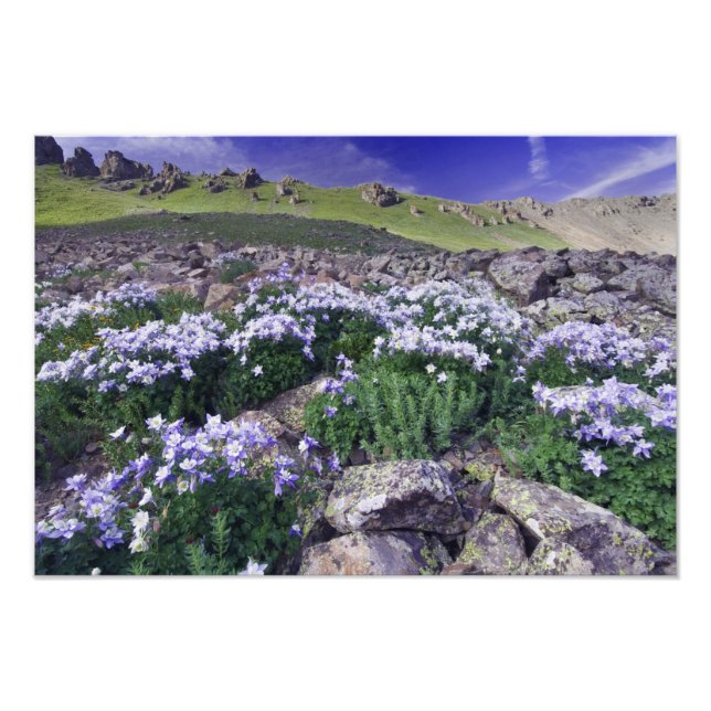 Foto Montanhas e flores silvestres em prado alpino, (Frente)