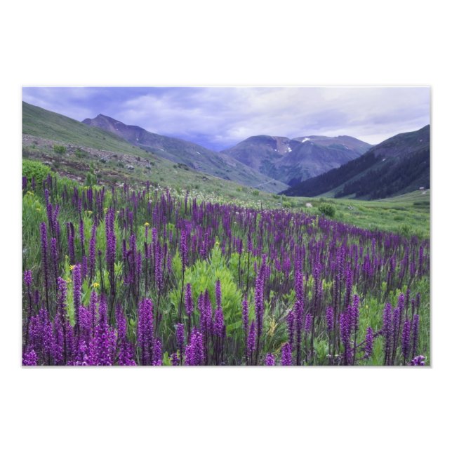 Foto Montanhas e flores silvestres em prado alpino, 2 (Frente)