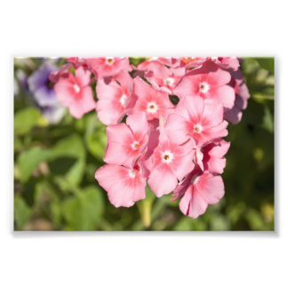 Foto Montes e repolhos