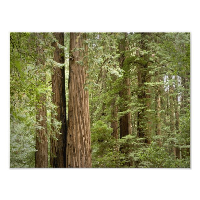 Foto Monumento Nacional de Muir Woods, Norte (Frente)
