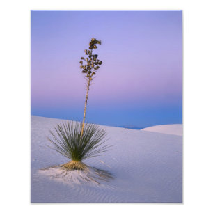 FOTO MONUMENTO NACIONAL WHITE SANDS, NOVO MÉXICO.