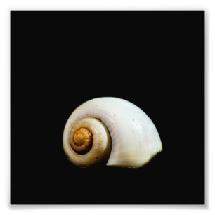 Foto Moon Shell