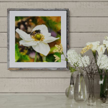 Mosca-flor sobre Flor de Anêmona Branca - Poliniza
