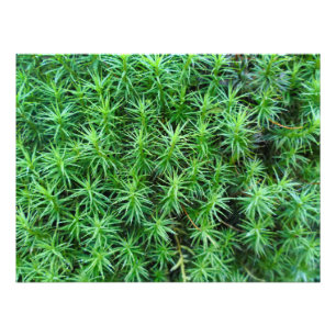 Foto Moss Boné de Cabelo de Juniper