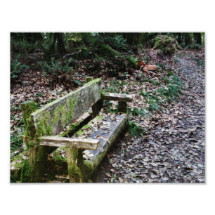 Foto Mossy Bench Nature Trail na Olimpiadas National Pa