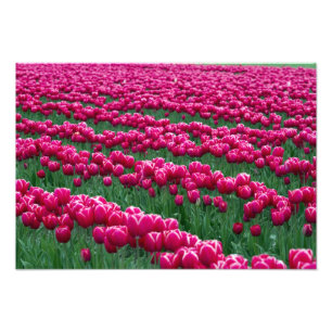 Foto Mostrar jardim de bulbos de tulipas de floração pr