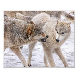 Foto Mostrar sem medo - Lobo mostrando dominação