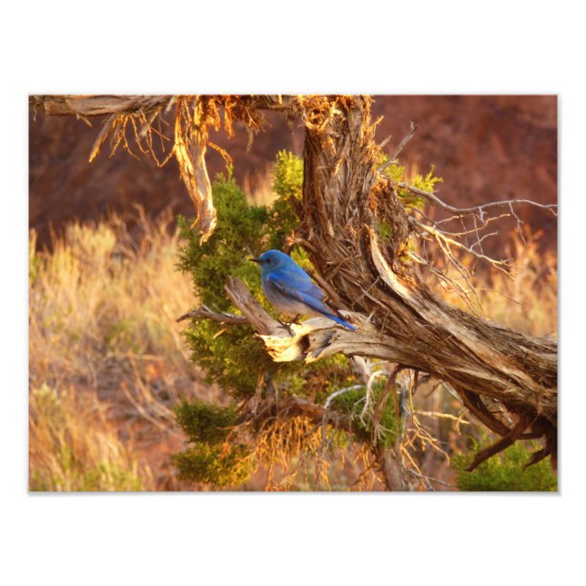 Foto Mountain Bluebird no Parque Nacional de Arches (Frente)