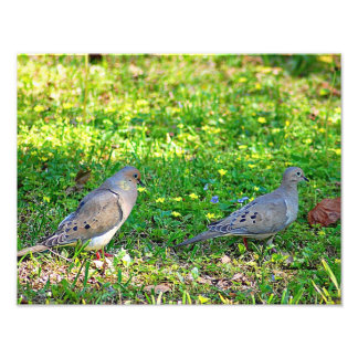 Foto Mourning Doves