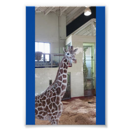 Foto Mouse 4X6 Impressão nº 1