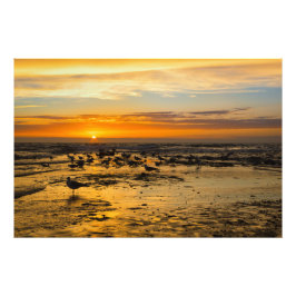 Foto Möwen im Sonnenuntergang