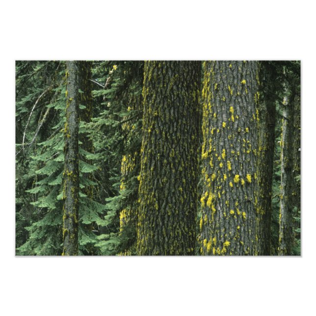 Foto Mt. Ashland, Floresta Nacional Rogue RIver, (Frente)