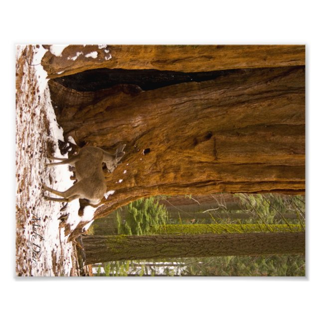 Foto Mule Deer (Frente)