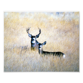 Foto Mule Deer Buck & Doe Digital Fine Art Impressão