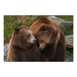 Foto Mulher Do Urso Castanho A Olhar No Homem