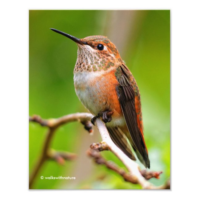 Foto Mulher Rufous Hummingbird na Árvore de Ameixa (Frente)