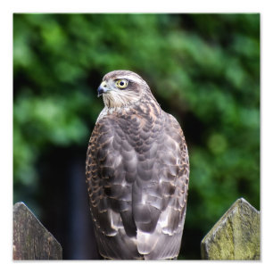 Foto Mulher Sparrowhawk
