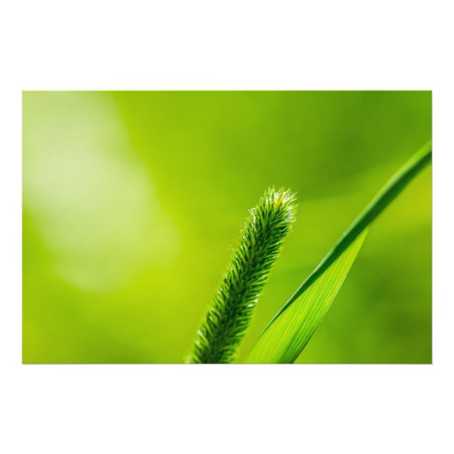Foto Mundo Verde (Frente)