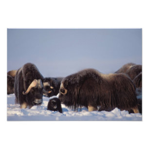 Foto muskox, Ovibos moschatus, touro e vaca com