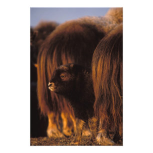 Foto muskox, Ovibos moschatus, vitelo recém-nascido ent