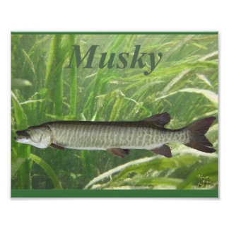 Foto Musky